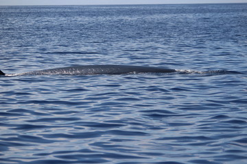 Obraz premium Walbeobachtung