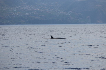 Fototapeta premium Walbeobachtung