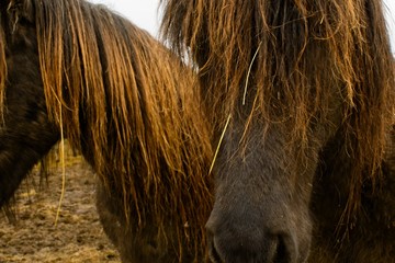 Hairy icelandic horses