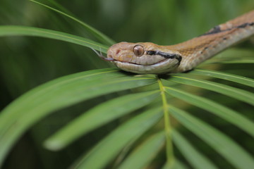 Boiga cynodon, commonly known as the dog-toothed cat snake, is a nocturnal species of rear-fanged colubrid snake endemic to Asia.
