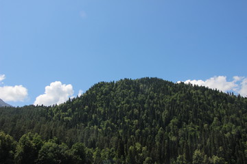 forest in the mountains