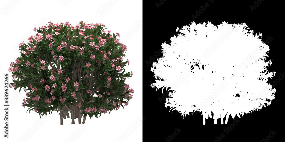Wall mural left view of tree (nerium oleander dwarf) png with alpha channel to cutout 3d rendering