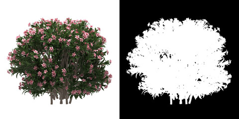 Left view of tree (Nerium Oleander Dwarf) png with alpha channel to cutout 3D rendering - obrazy, fototapety, plakaty