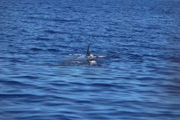 Fototapeta premium Walbeobachtung