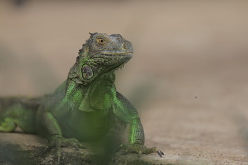 Iguana is a genus of herbivorous lizards that are native to tropical areas of Mexico, Central America, South America, and the Caribbean.