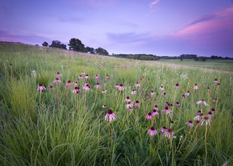 A hillside of pale purple cone flowers and prairie grasses beneath a vibrant sunset sky.