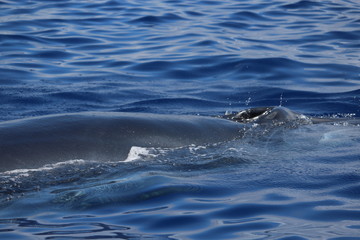 Naklejka premium Walbeobachtung