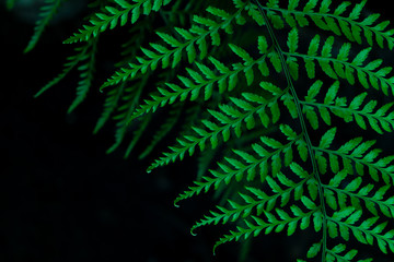 Green fern leaves and dark background