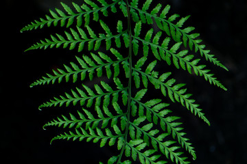 Naklejka na ściany i meble Green fern leaves and dark background