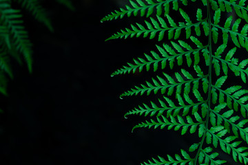 Fototapeta na wymiar Green fern leaves and dark background