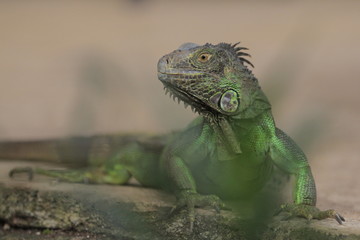 Iguana is a genus of herbivorous lizards that are native to tropical areas of Mexico, Central America, South America, and the Caribbean.