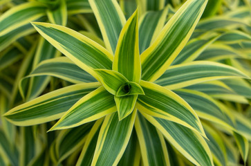 Close-up of the yellow-green leaves of the dracaena reflexa tree.