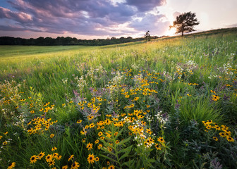 A Midwest prairie full of blooming summer wildflowers bathed in warm light from a setting sun. - obrazy, fototapety, plakaty