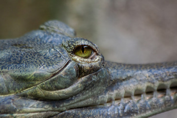 
the eye of a large green crocodile