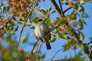 Eine männliche Mönchsgrasmücke sitzt im Frühling ein einem Baum mit grünen Blättern und bunten Blüten, Sylvia atricapilla