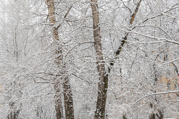 Brown poplar branches covered with white fluffy snow are in winter day