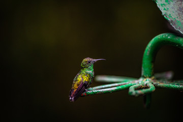 Eine Reise durch das wundervolle Costa Rica.