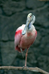 Roseate Spoonbill sitting in a tree