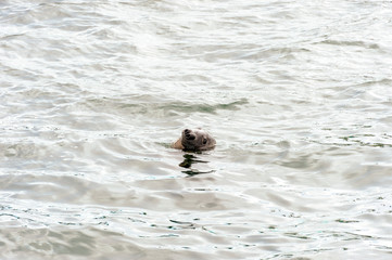Gray seal hanging around near dock