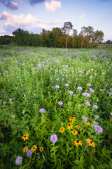 Native wildflowers blooming in the summer prairie at sunset.