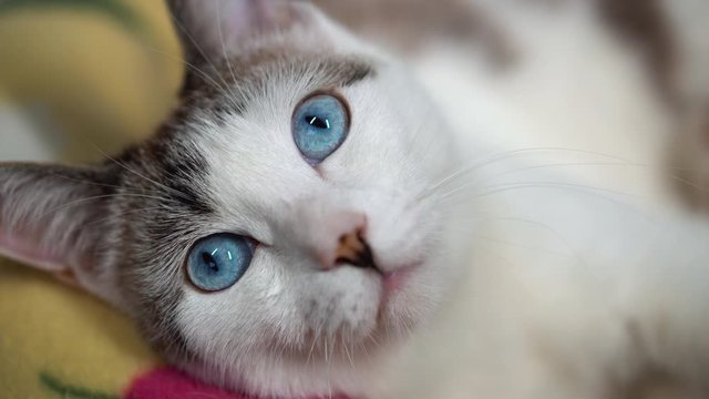 An adult cat lies on a soft couch. A blue-eyed beautiful domestic cat is looking at a toy in order to hunt. A healthy, cute kitten uses its sense of smell, hearing, and vision. Close-up of a neat pet