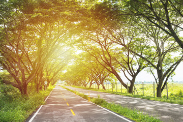 View of road in forest with sun rays cutting through the mist, and creating beautiful trees shadows textures on the ground