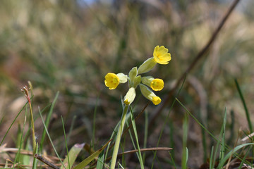 Himmelschlüssel, Primula veris, mit gelben Blüten und Nektarmalen in Orange