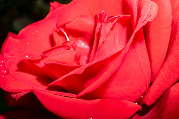 rose flower red Bud close up