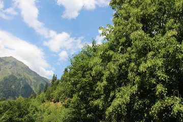 trees in the mountains