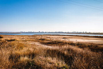 reeds on the bank of lake
