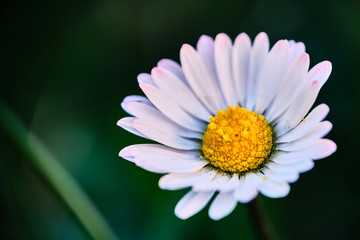 Daisy bellis flower macro © Jan Mach