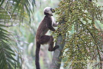 Lemur Dago