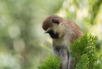 Vervet Monkey on a tree