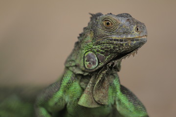 Iguana is a genus of herbivorous lizards that are native to tropical areas of Mexico, Central America, South America, and the Caribbean.