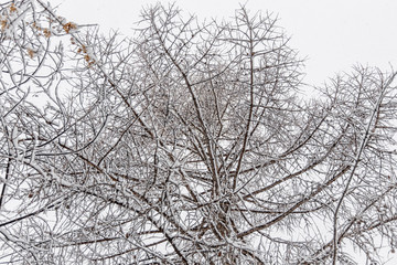 Fototapeta na wymiar Brown larch tree branches covered with white fresh fluffy snow are in winter day