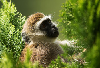 A portrait of Vervet Monkey