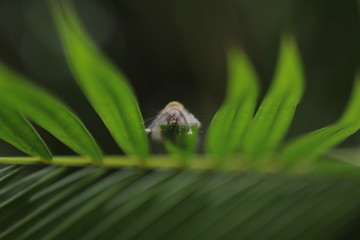 Caterpillars are the larval stage of members of the order Lepidoptera (the insect order comprising butterflies and moths).