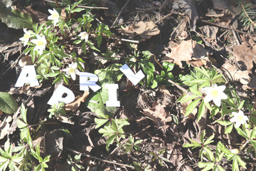 The word APRIL in paper letters is on a background of the first spring flowers. Trees in the forest.