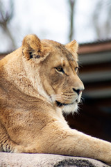 lioness portrait in the zoo