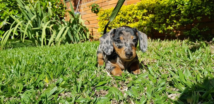 Lambari dog