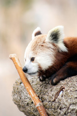 Fototapeta premium sleeping Red Panda in nepal 