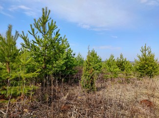 Obraz premium young green pines in a field in the sun against the blue sky on a spring day