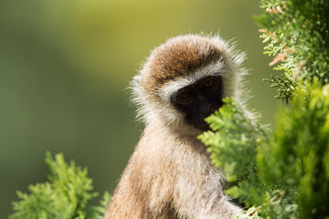 Vervet Monkey, Bogoria