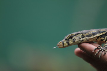 The Asian water monitor (Varanus salvator), also called common water monitor, is a large varanid lizard native to South and Southeast Asia.