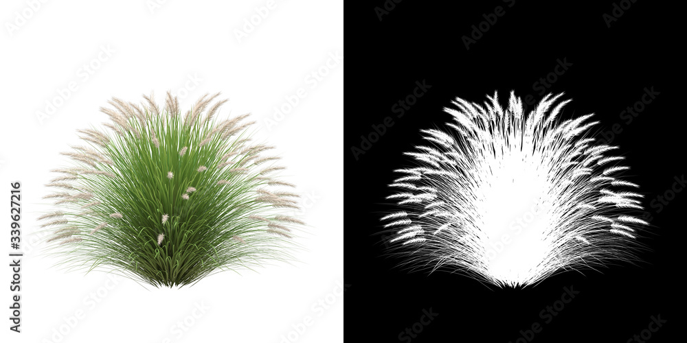 Canvas Prints left view of tree (penisetum alopecuroides) png with alpha channel to cutout 3d rendering