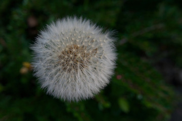 White dandelion clock against dark background with copy space
