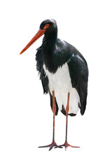 Black Stork isolated on a white background.