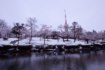 宇都宮市　八幡山公園　満開のソメイヨシノと積雪