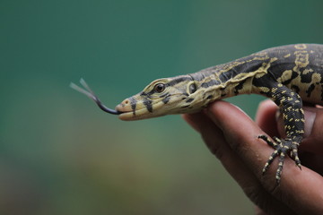 The Asian water monitor (Varanus salvator), also called common water monitor, is a large varanid...