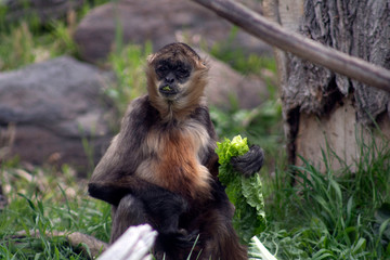 Spider Monkey eating at zoo